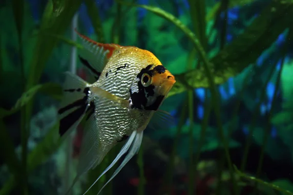 複数の色で水槽の平らな魚 — ストック写真