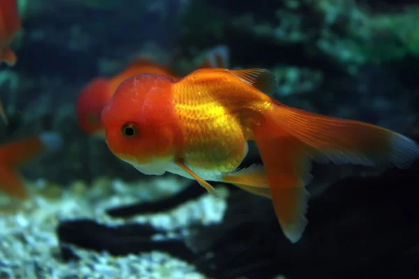 Aquarium fish over wild background