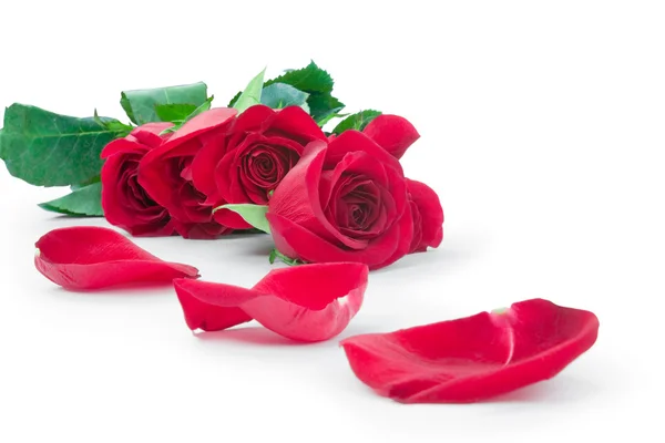 Roses and the scattered petals — Stock Photo, Image