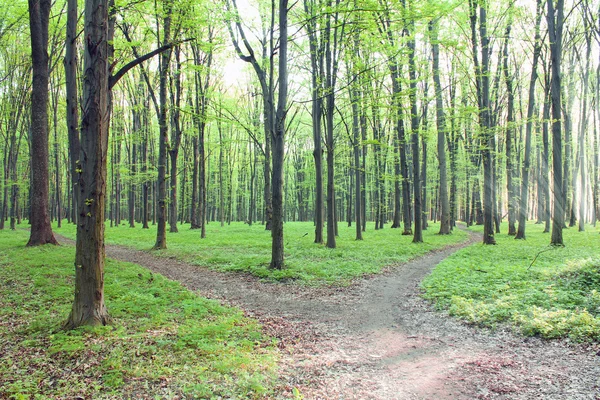 Шлях у зеленому лісі з сонячними променями — стокове фото