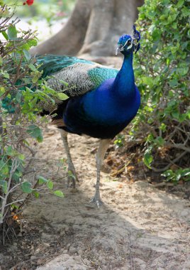 bir bahçede peacock