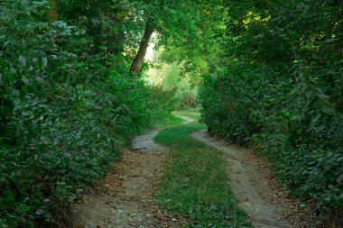 eğimli yol yeşil orman