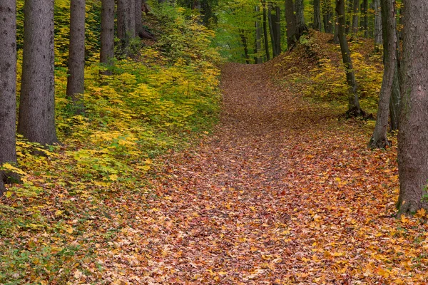 Weg durch den Herbstwald — Stockfoto
