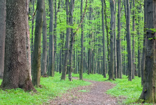 Path in the green forest — Stock Photo, Image