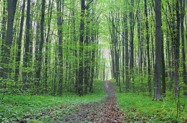 Stig i den gröna skogen — Stockfoto