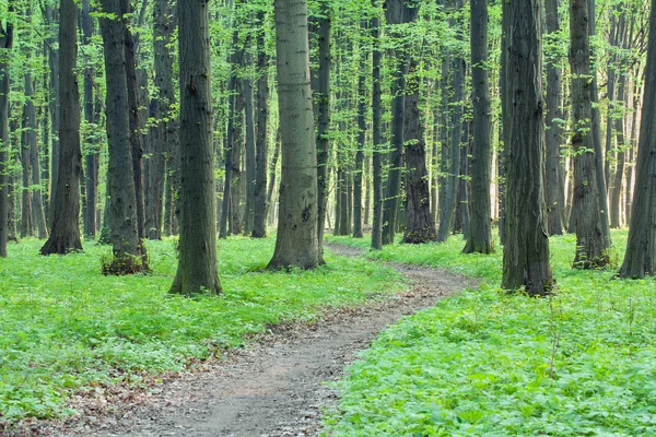 Stig i den gröna skogen — Stockfoto