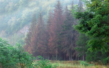 dağ ve vadi, iğne yapraklı orman yatay