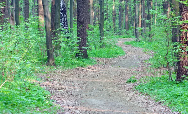 Path through spring green forest — Stock Photo, Image