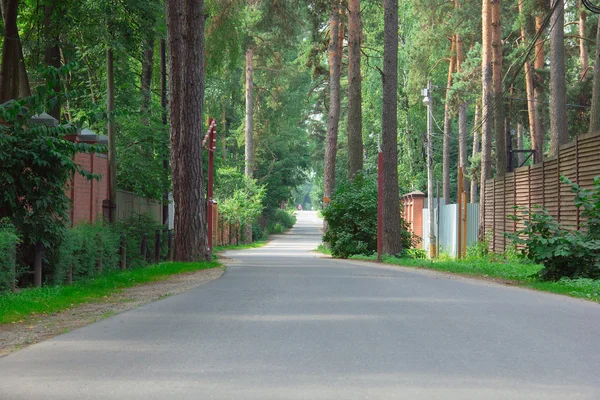 Vägen vägen genom pinjeträd- — Stockfoto