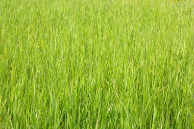 çim görünümü ile sığ derinlik-in tarla