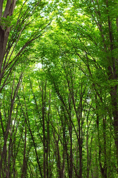 Beech tall green trees in summer forest — Stock Photo, Image