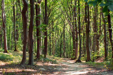 Büyülü yeşil orman yolundan