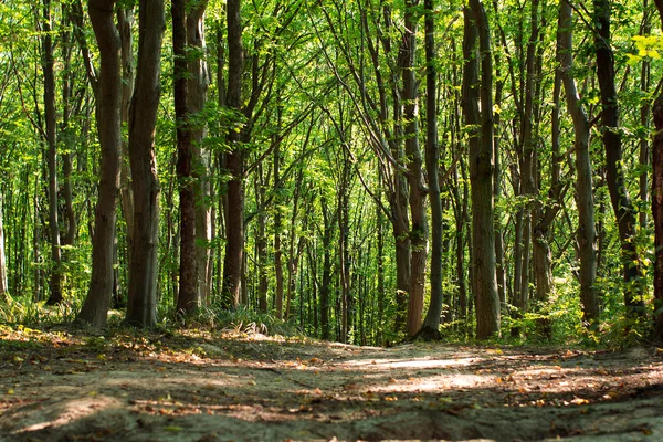 Weg durch frühlingshaften grünen Wald — Stockfoto