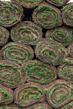 arka plan olarak yuvarlanan yeşil çimenler