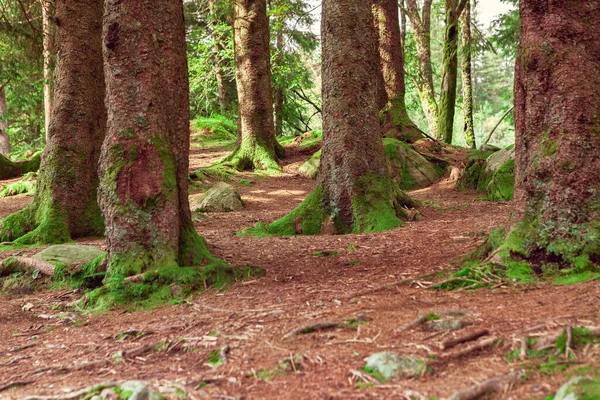 Floresta Norte Com Musgo Verde Noruega — Fotografia de Stock