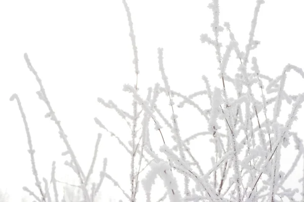 Bevroren twig — Stockfoto