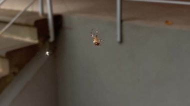 Sokakta örümcek ağı ören büyük bir örümcek.