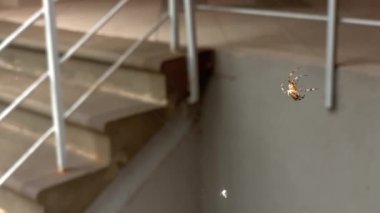 Şehirde sinekleri avlamak için ağ ören korkunç örümcek.