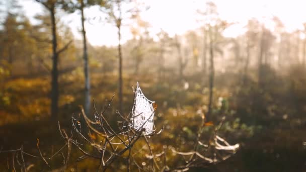 Grande teia de aranha na floresta pantanosa na luz da manhã — Vídeo de Stock