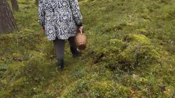 Starsza kobieta spaceruje po lesie szukając grzybów — Wideo stockowe