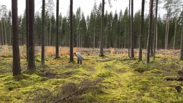 Широкий обзор пожилой женщины, ищущей грибы в лесу — стоковое видео