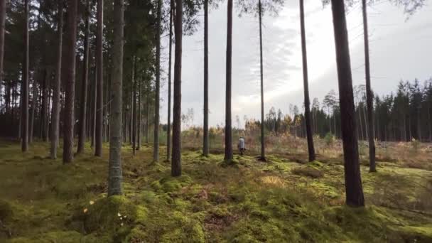 Vue large : Femme âgée à la recherche de champignons dans la forêt — Video