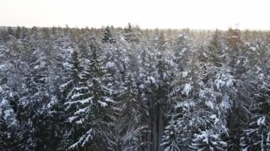 Güneşli ve mutlu: Kışın karla kaplı köknar ağaçlarının üzerinde havai fişek uçuşları