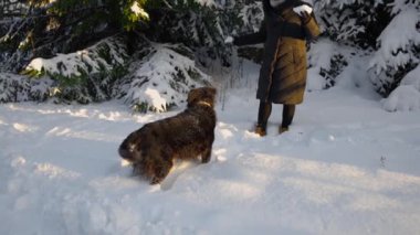 Genç bir kadın karlı kışta büyük bir köpekle oynuyor.