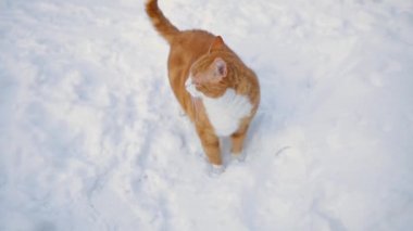 Güzel kızıl kedi. Kulağı yırtılmış. Kış günü karda yürüyor.