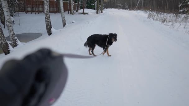 Ένας σκύλος που βγάζει βόλτα το χειμώνα. POV — Αρχείο Βίντεο