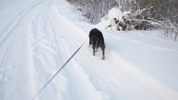 POV: Ο άνθρωπος περπάτημα σκυλί με λουρί το χειμώνα κατά μήκος χιονισμένο δρόμο — Αρχείο Βίντεο