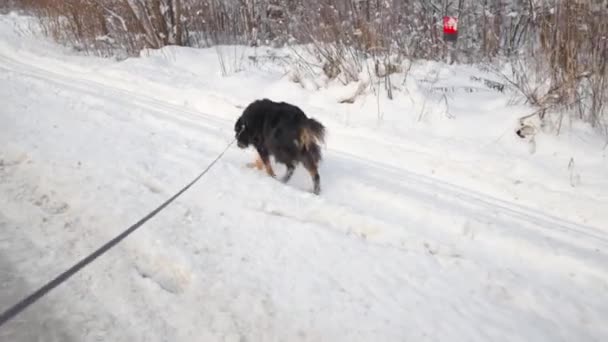 POV: Άνθρωπος περπατώντας σκύλος το χειμώνα κατά μήκος χιονισμένο δρόμο — Αρχείο Βίντεο