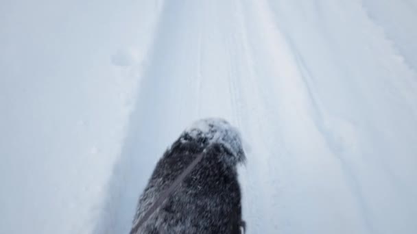 Mann geht mit Hund im verschneiten Winterdorf spazieren — Stockvideo