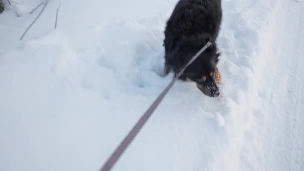 Kış yolu boyunca derin karda tasmalı köpek gezdiren adam. — Stok video