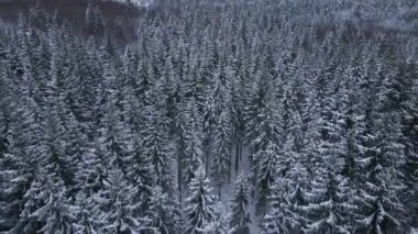 Kışın karla kaplı köknar ağaçları üzerinde inanılmaz bir uçuş.