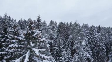 Kışın karla kaplı köknar ağaçlarının üzerinde uçmak