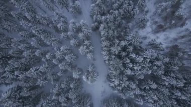 Kış ormanlarında, karlı yolda tepeden aşağı manzara