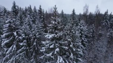 Kışın karla kaplı köknar ağaçlarının üzerinden çekilen görüntüler.