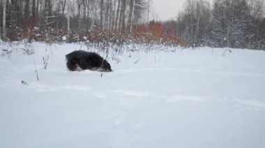 Kışın kar altında bir şey arayan meraklı köpek.