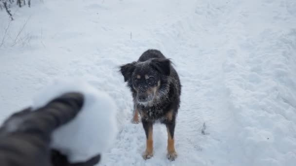 Adam kışın yürürken köpeğe neşeyle kartopu atar. — Stok video