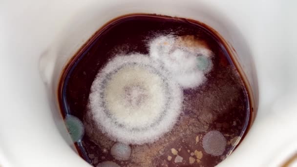 Old kotor dan berjamur minum teh dibiarkan tanpa pengawasan dalam cangkir pocelain — Stok Video