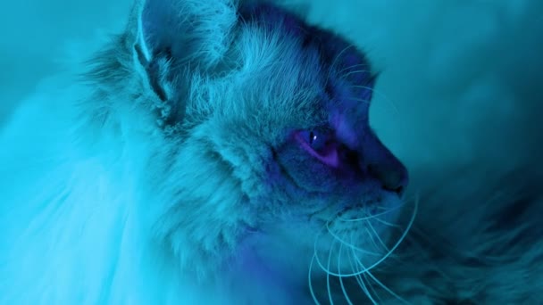 Große Neva Masquerade-Katze dreht sich um und sieht dich im Neonlicht an — Stockvideo