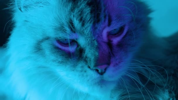 用蓝色、洋红色和绿色霓虹灯近距离观察大型猫脸 — 图库视频影像