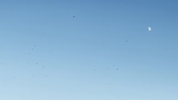 En flokk svarte kråker flyr på kveldshimmelen med synlig halvmåne – stockvideo