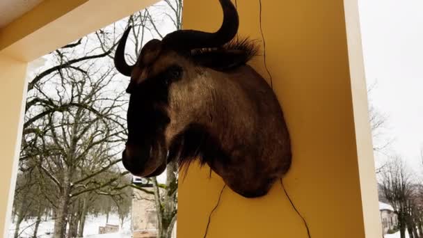 Taxidermie: Grote buffelkop gemonteerd op terras muur in de winter — Stockvideo