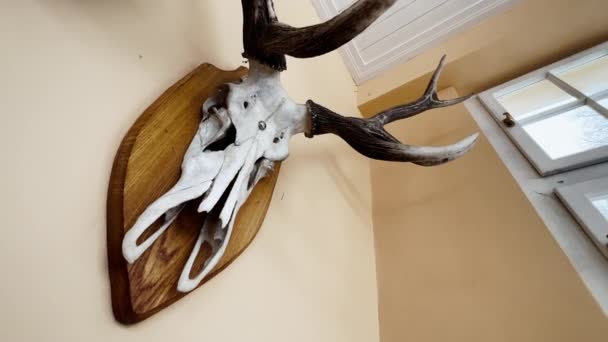 Animal skull hangs on the wall as a hunting trophy — Stock Video