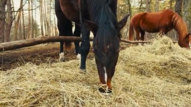 Siyah ve kahverengi atlar dışarıda saman yiyorlar - yakın görüş