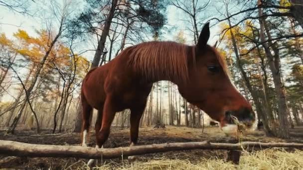 Красивая молодая коричневая лошадь ест сено на открытом воздухе — стоковое видео