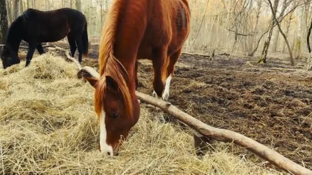 Dos caballos, negros y marrones, comiendo heno al aire libre — Vídeos de Stock