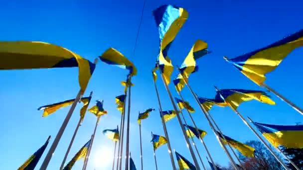 Muchas banderas de Ucrania ondeando en el viento sobre el cielo azul y el sol — Vídeos de Stock